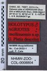 Etikette zu Agriotes meilixuensis (NHMW-ZOO-COL-0008804)